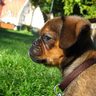 Dog Pics Bot