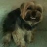 random.dog